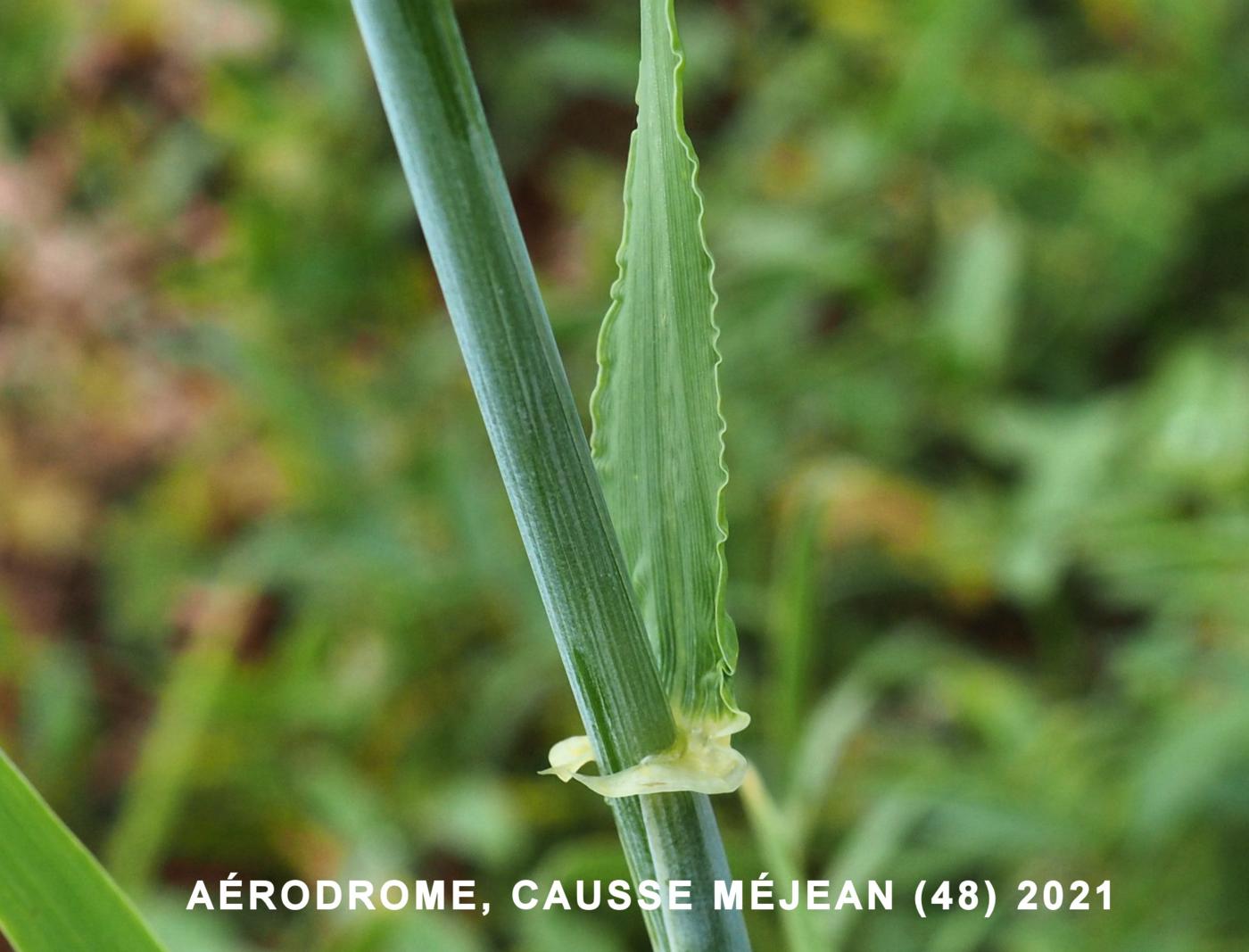 Triticale leaf